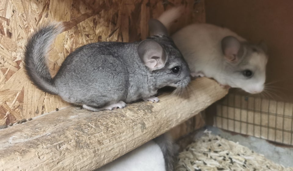 Chinchilla 0 år