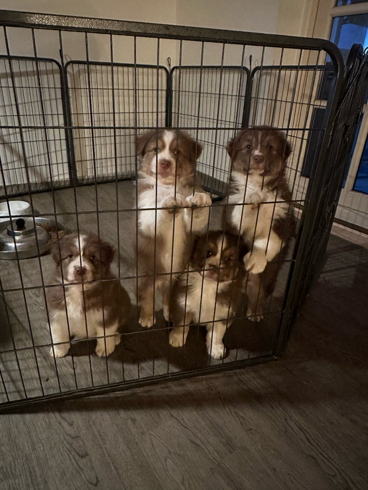 Australian shepherd, flere