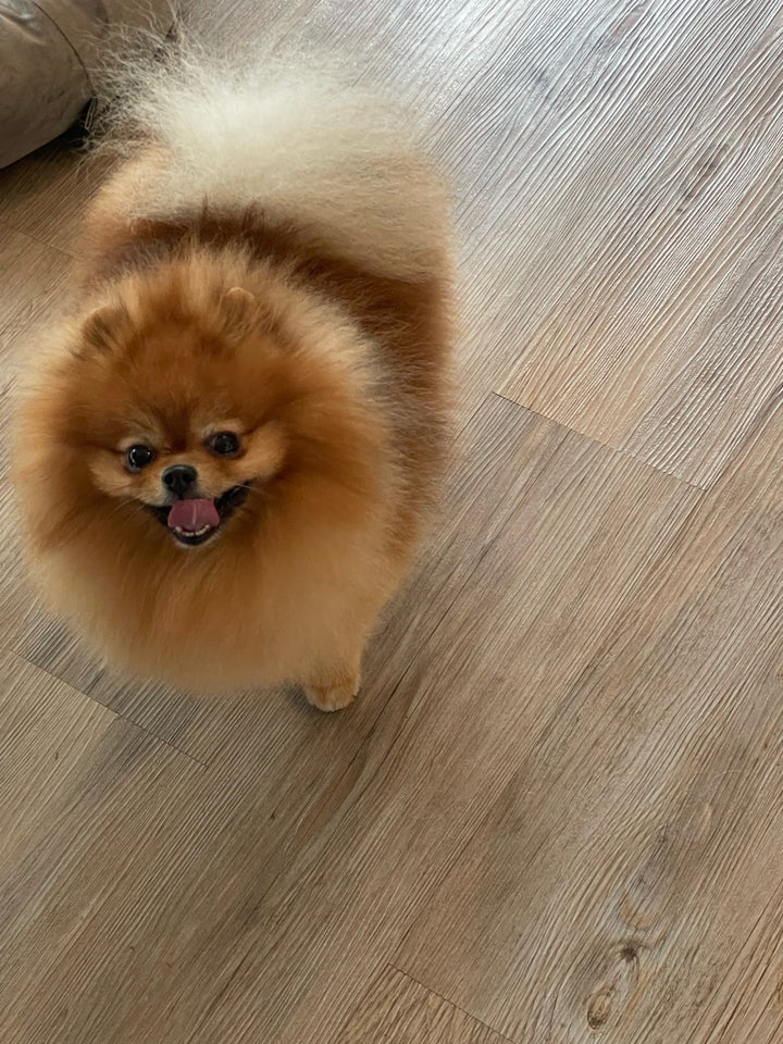 Pomeranian , hund, 3 år