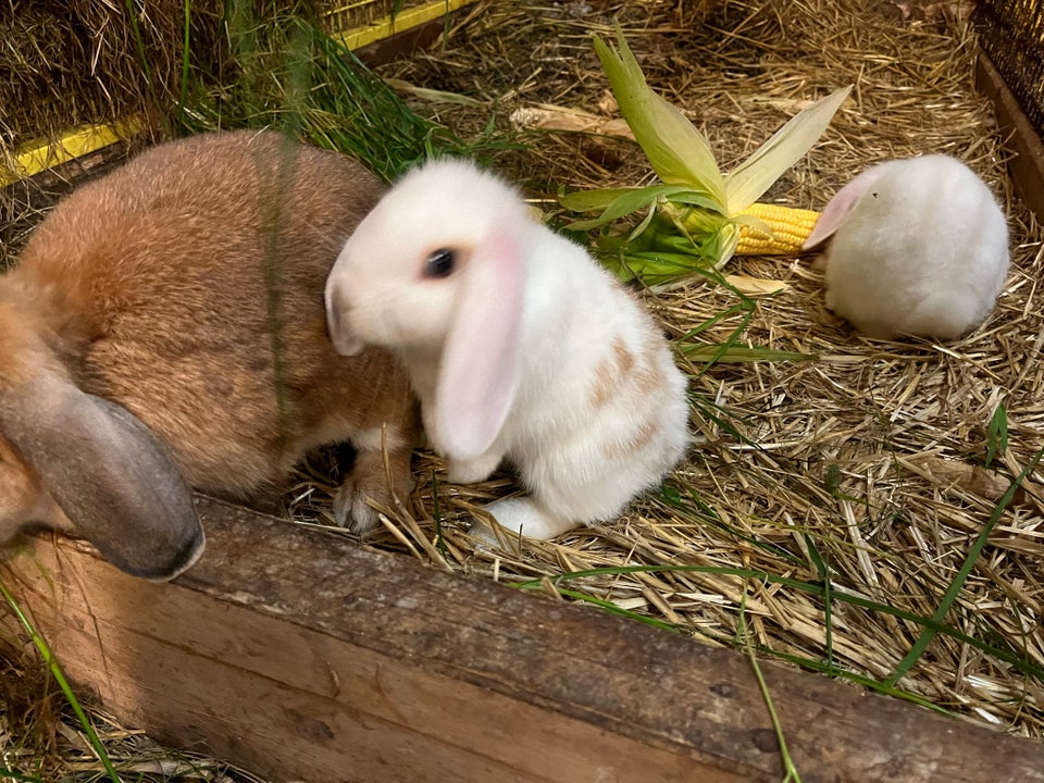 Kanin, Dværgvædder , 0 år