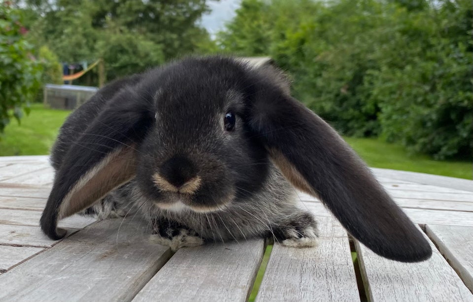 Kanin FRANSK VÆDDER HUN SORT