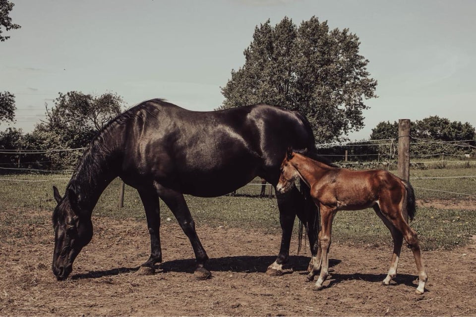 Oldenborg hingst 1 år