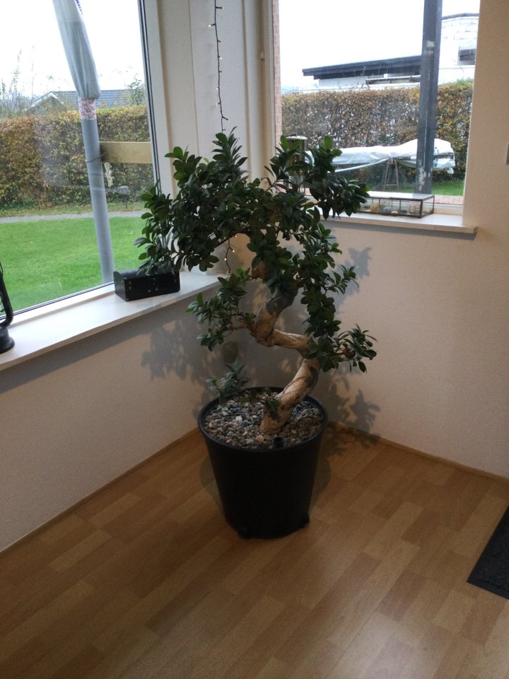 Bonsai træ, Bonsai