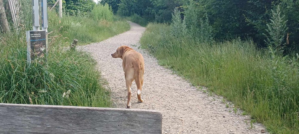 Blanding hund 3 år