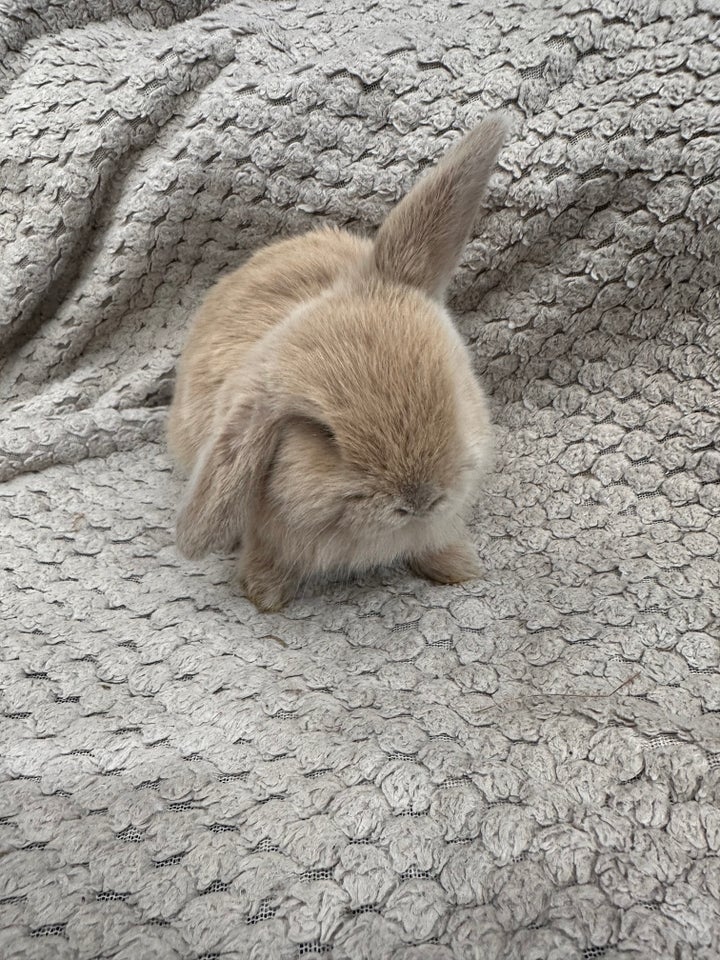 Kanin, Mini lop, 0 år