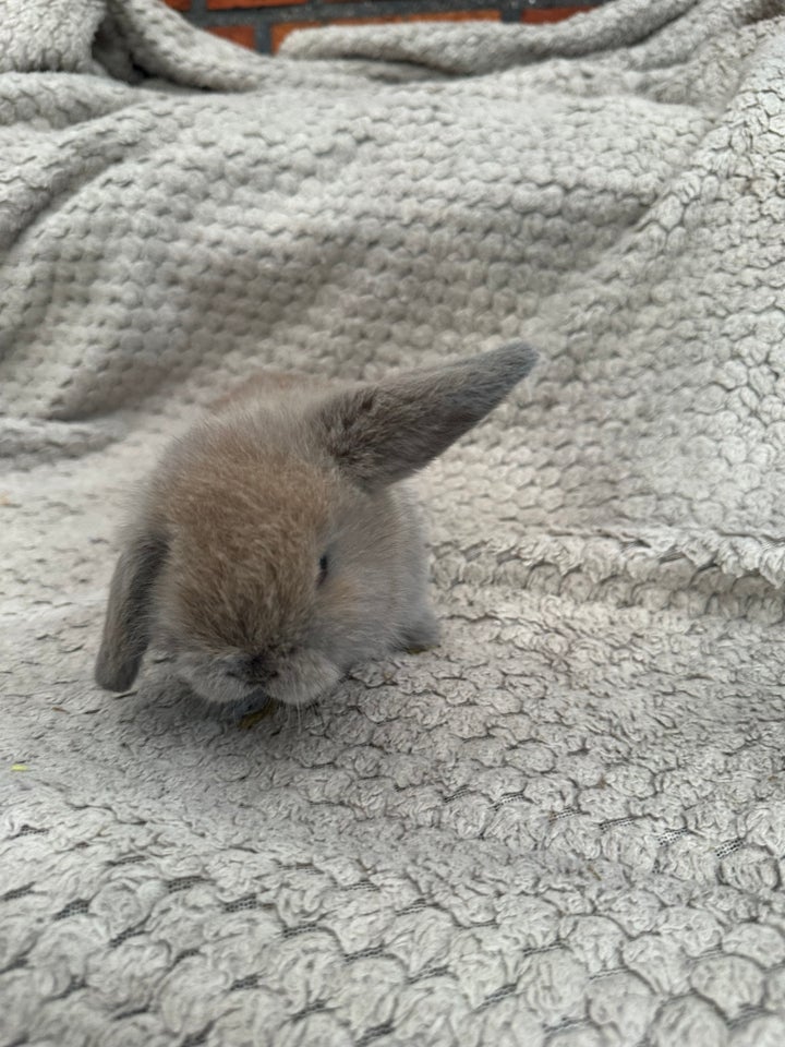 Kanin, Mini lop, 0 år