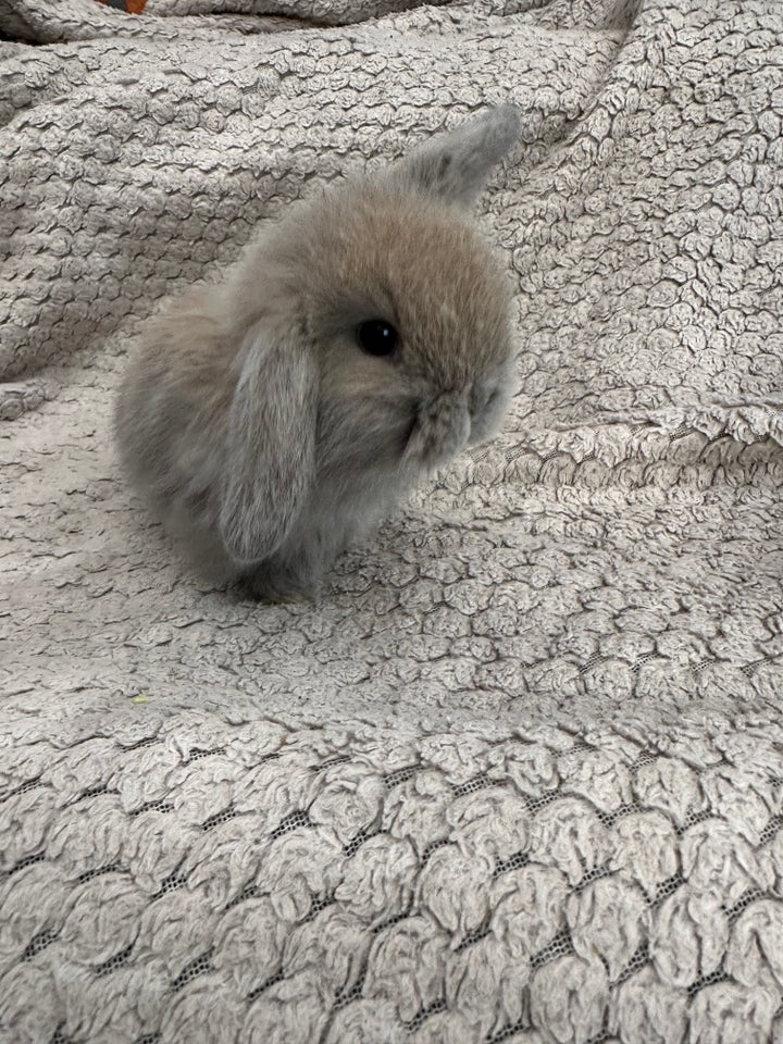 Kanin, Mini lop, 0 år