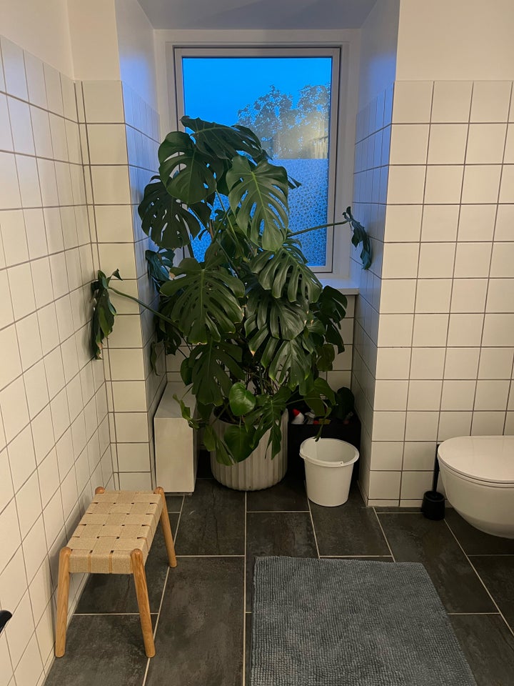 Kæmpe Monstera