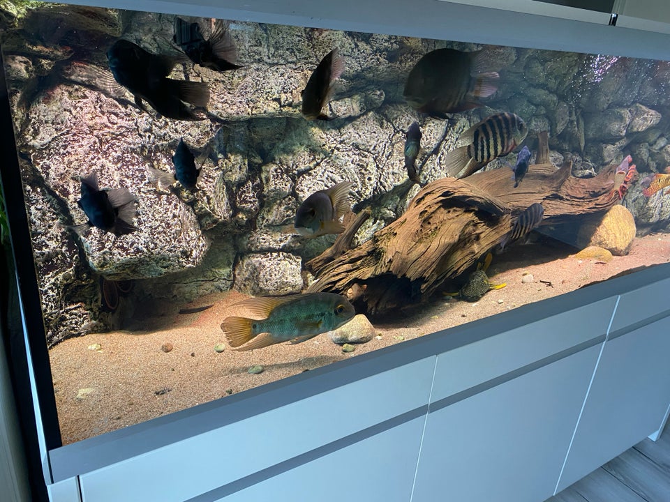 Akvarium, 720 liter, b: 200 d: 60 h: