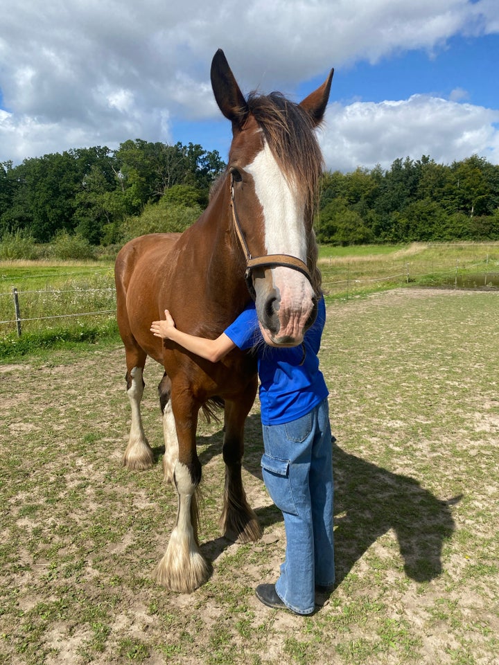 Anden race, hoppe, 3 år