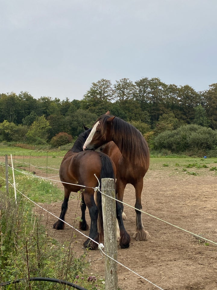 Anden race, hoppe, 3 år