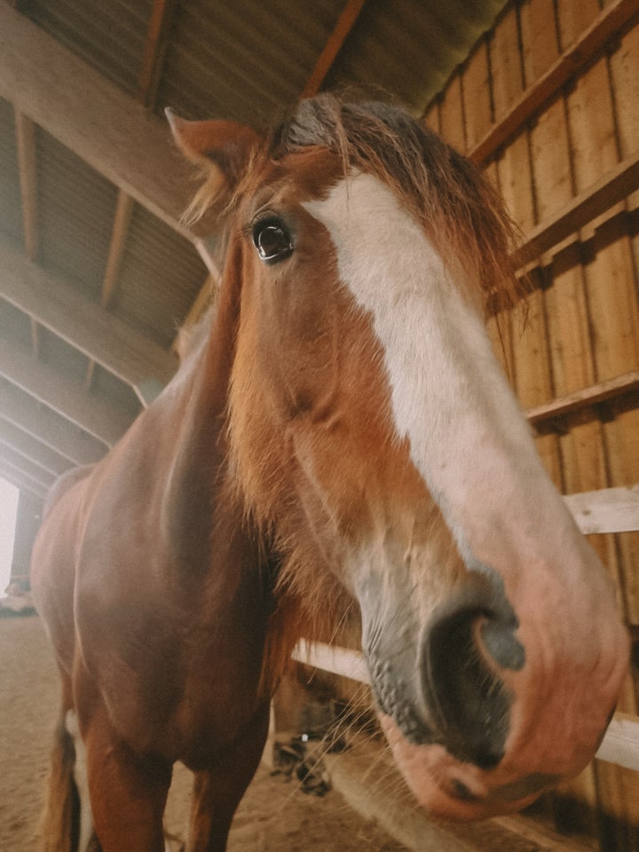 Anden race, hoppe, 3 år