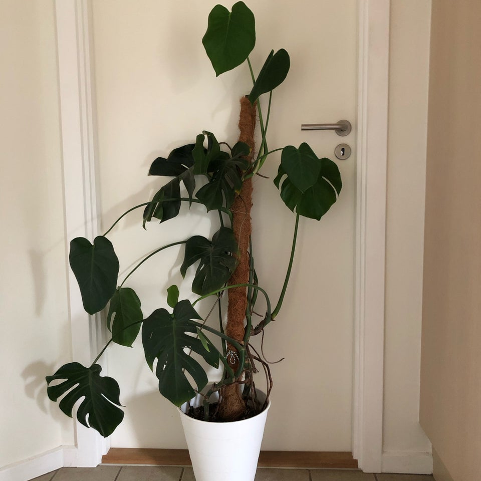 Indeplante, monstera deliciosa