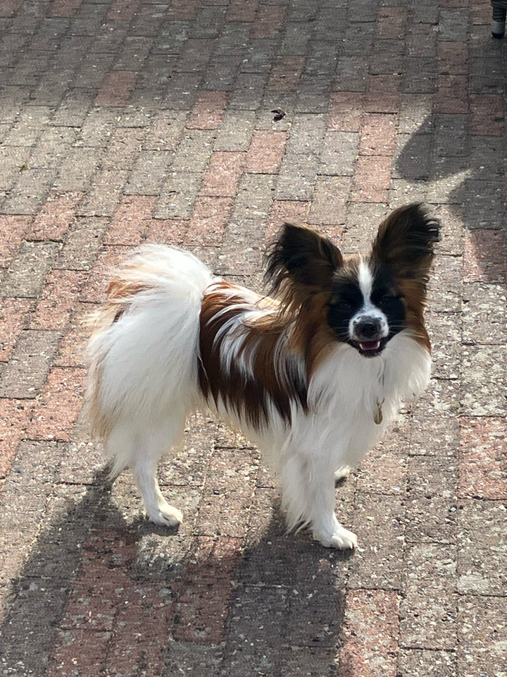 Papillion , hund, 12 mdr.