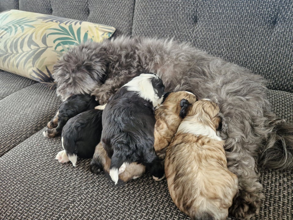 Brichon Havanese/Malteser