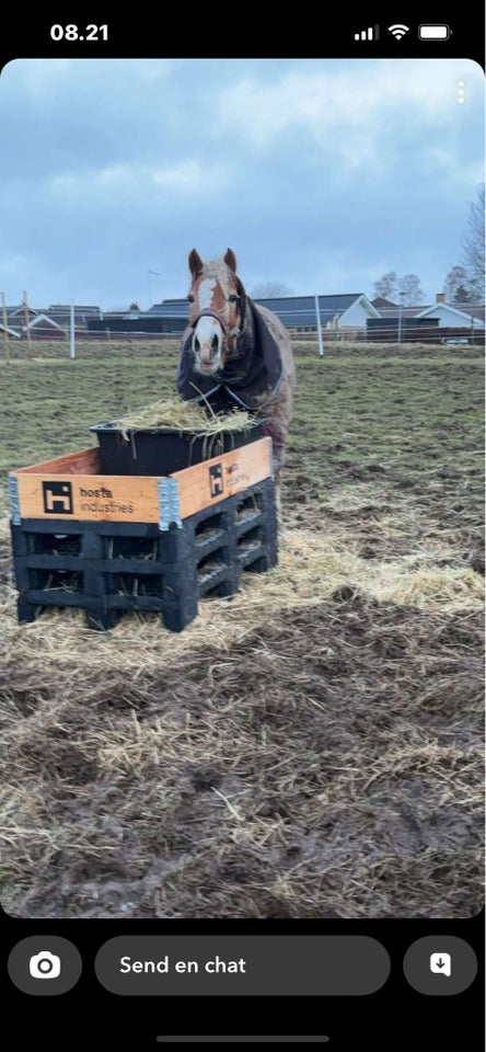 Irish Cob Crossbreed, hoppe, 18 år