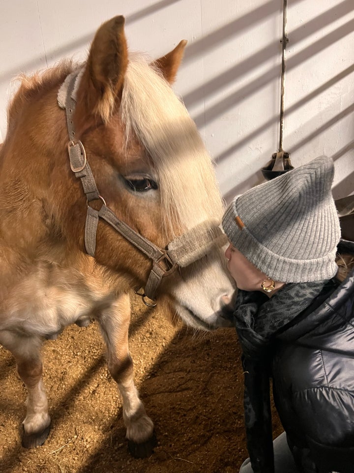 Irish Cob Crossbreed, hoppe, 18 år