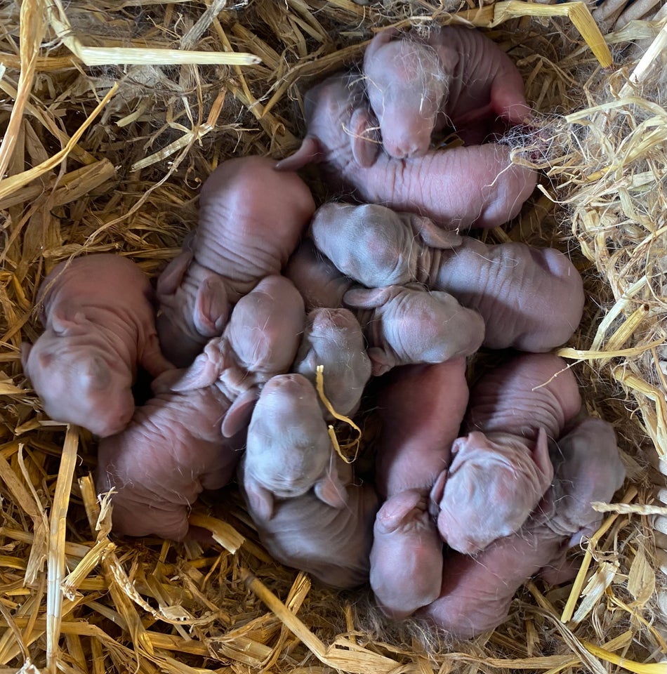 Kanin, AVLSKLAR FRANSK VÆDDER HAN