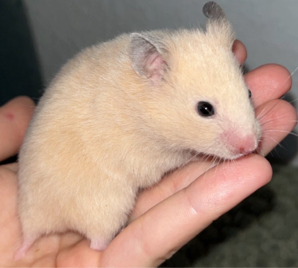 Hamster, Guldhamster, 0 år