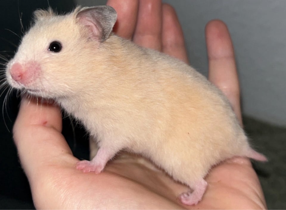 Hamster, Guldhamster, 0 år