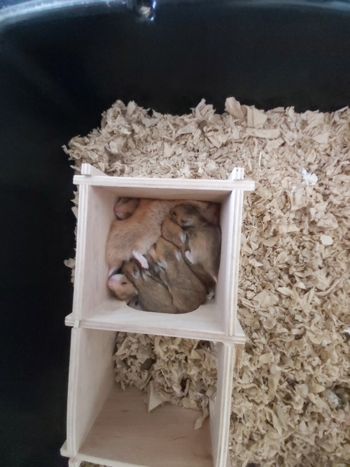 Hamster Guldhamster 0 år