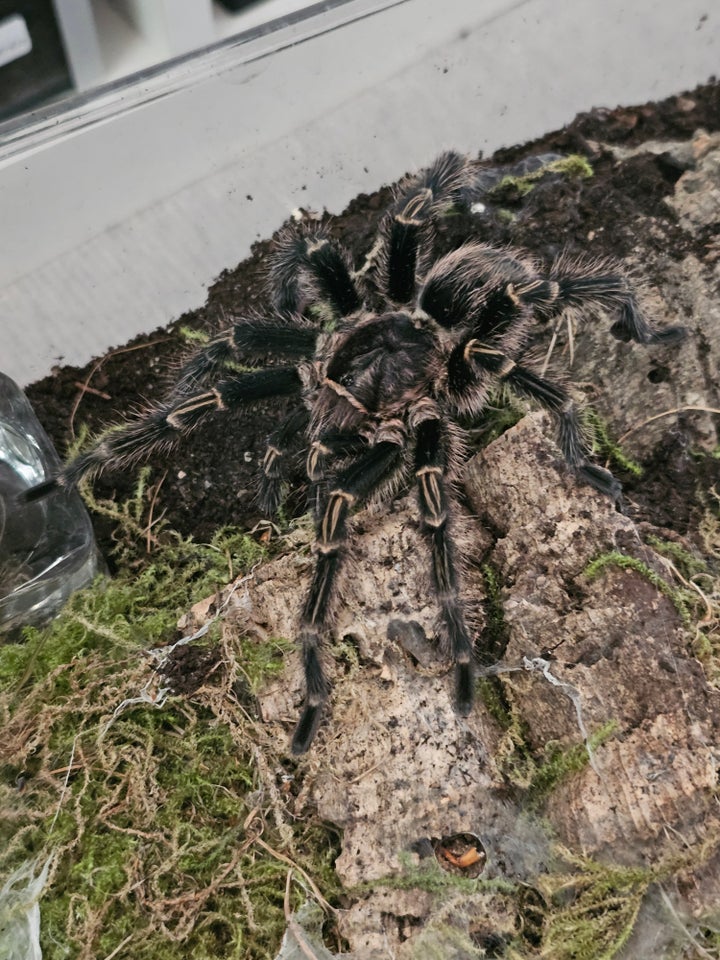 Edderkop Grammostola pulchripes