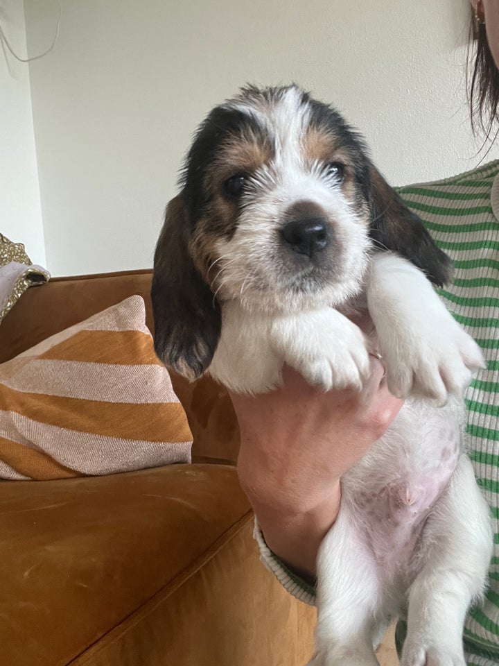 Petit Basset Griffon Vendeen