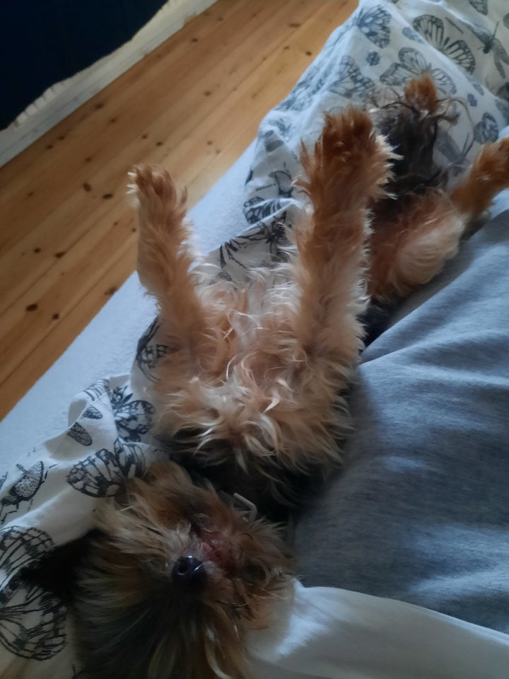 Yorkshire terrier mini hund 8 år