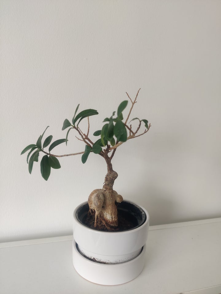 Bonsai