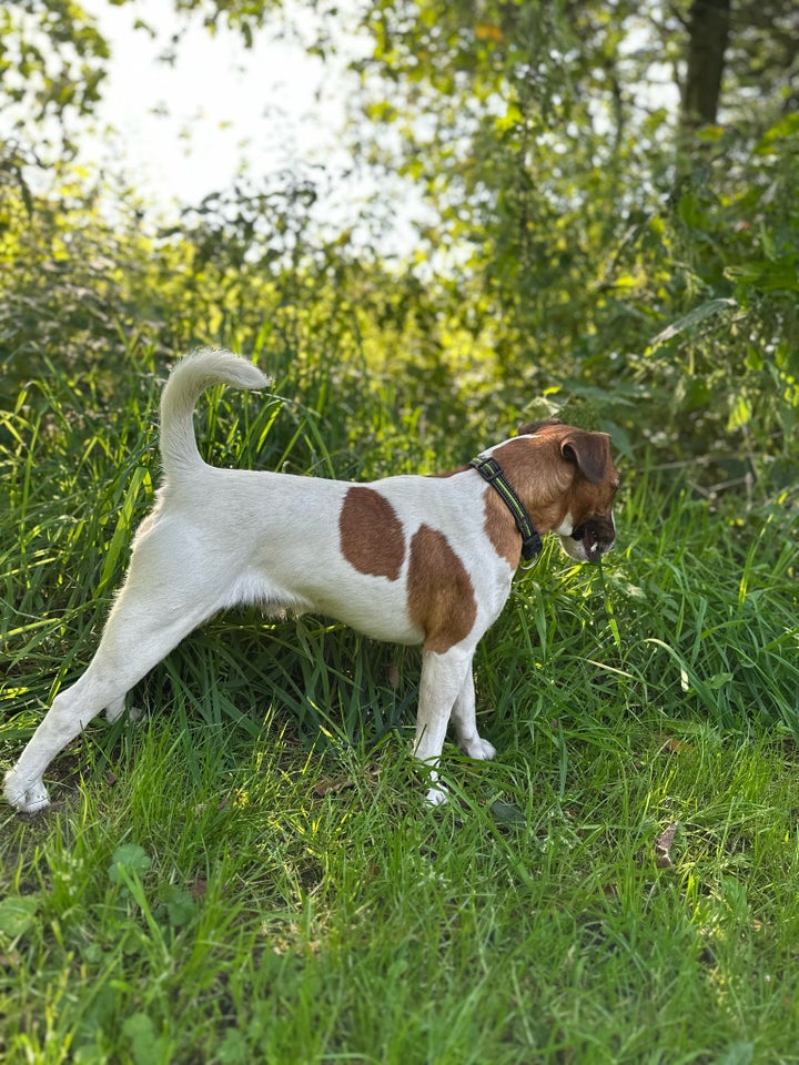 FOX-Terrier, hvalpe, 10 mdr.