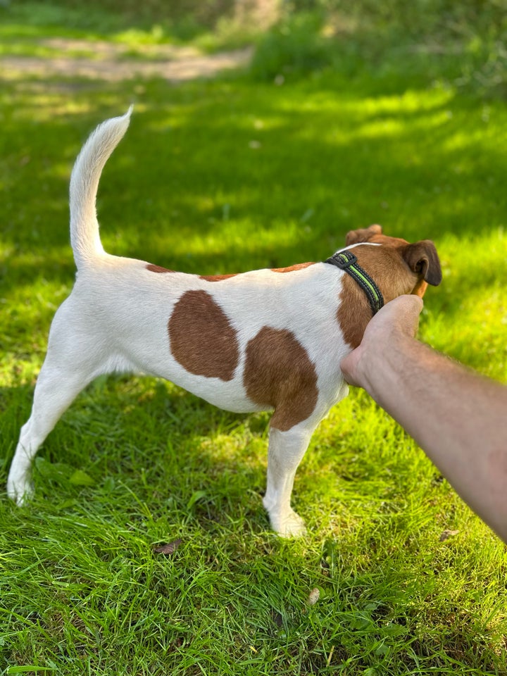 FOX-Terrier, hvalpe, 10 mdr.