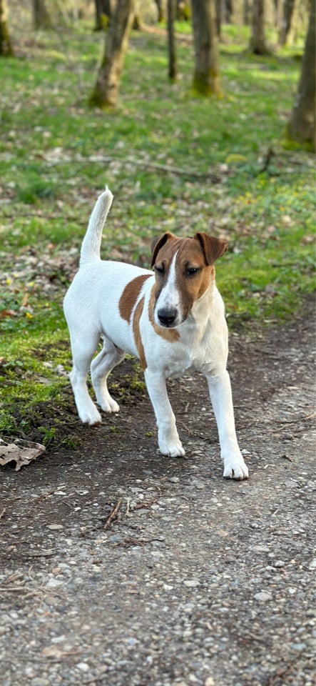 FOX-Terrier, hvalpe, 10 mdr.