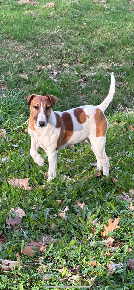 FOX-Terrier, hvalpe, 10 mdr.