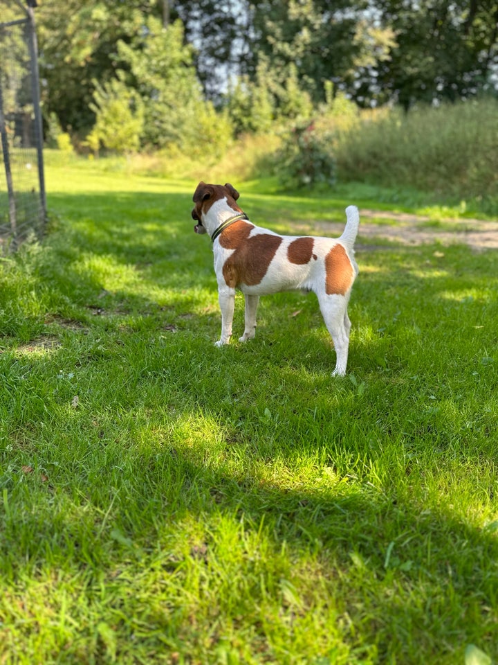 FOX-Terrier, hvalpe, 10 mdr.