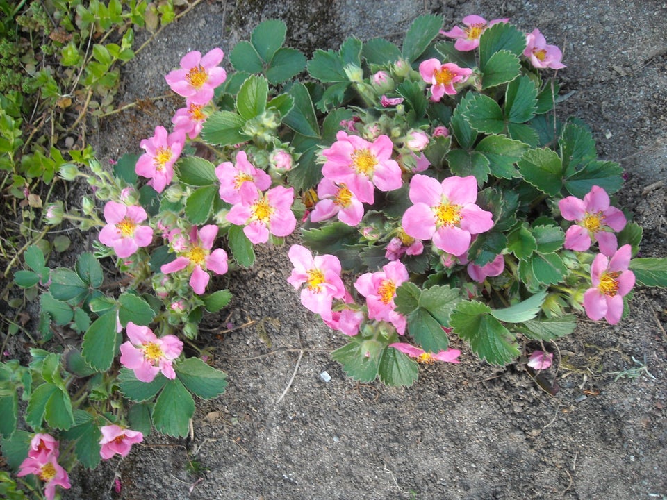 Pryd jordbær med lyserøde blomster