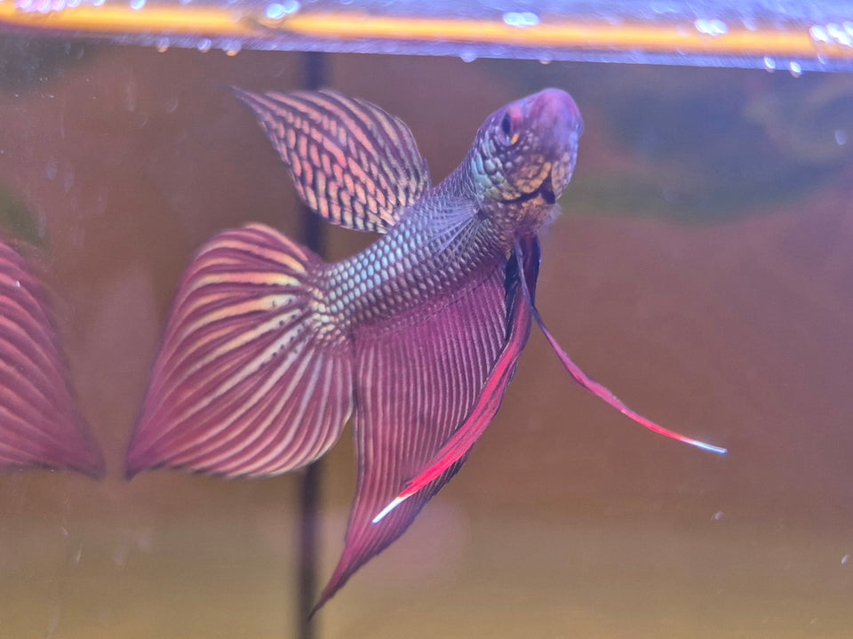 Kobber Betta Smaragdina, 1 stk.