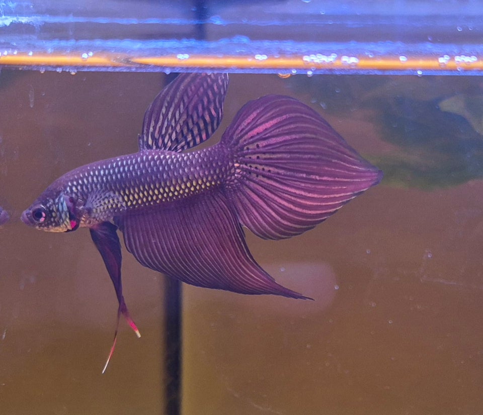 Kobber Betta Smaragdina, 1 stk.