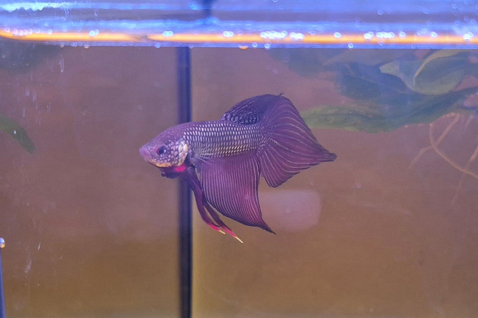 Kobber Betta Smaragdina, 1 stk.