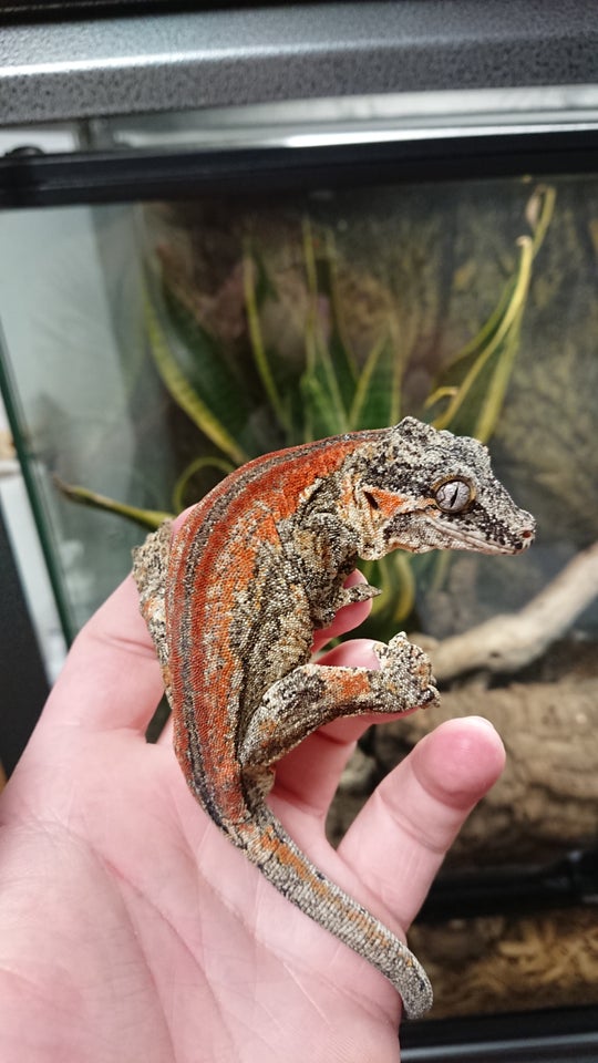 Gekko, Gargoyle gekko