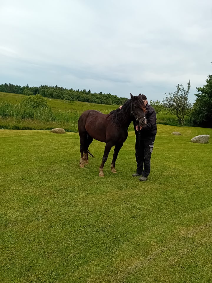 welsh cob