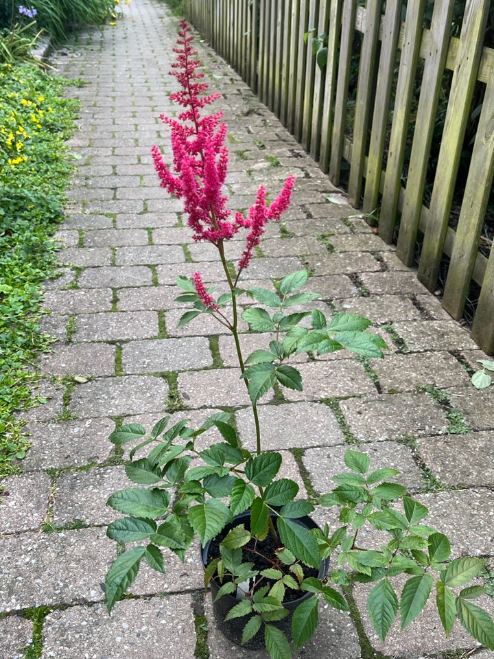 Staude Astilbe