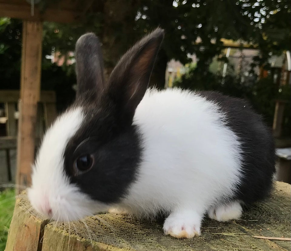 Kanin, HOLLÆNDER HUN SORT, 0 år