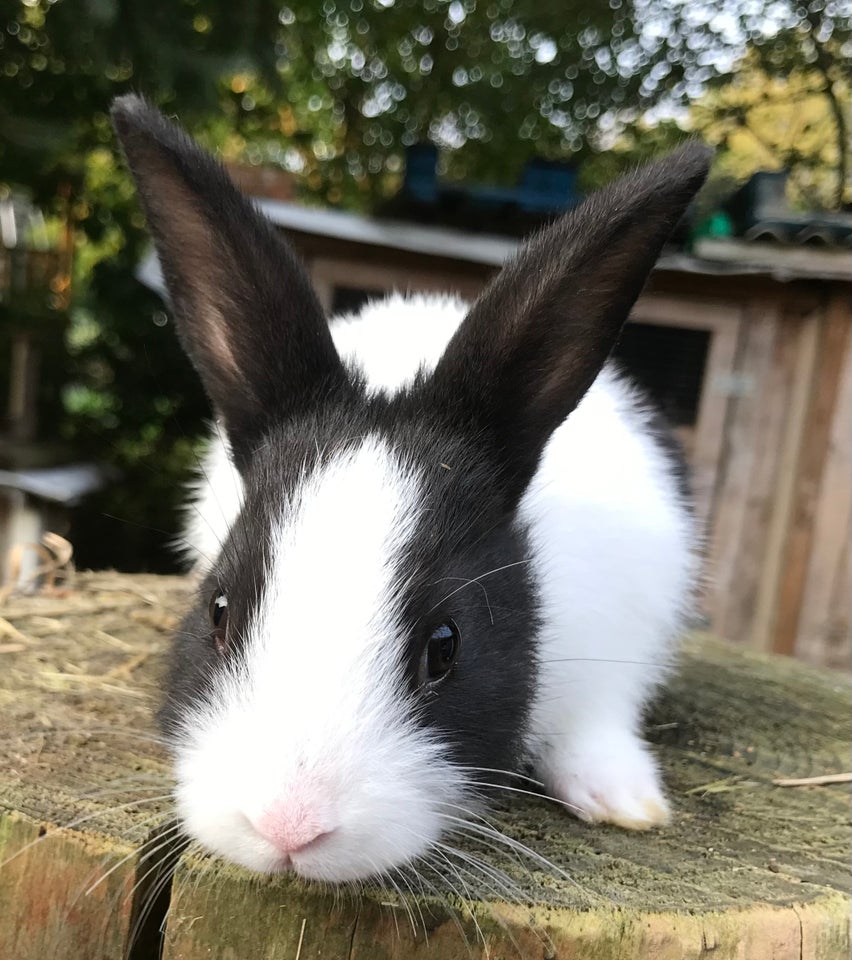 Kanin, HOLLÆNDER HUN SORT, 0 år