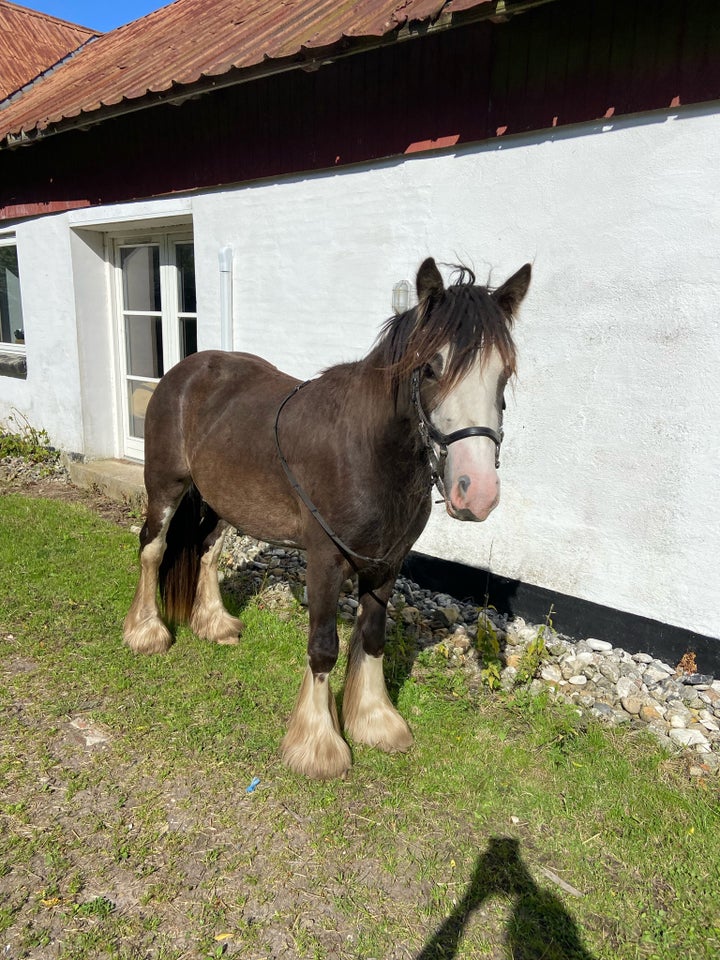 Tinker, vallak, 2 år