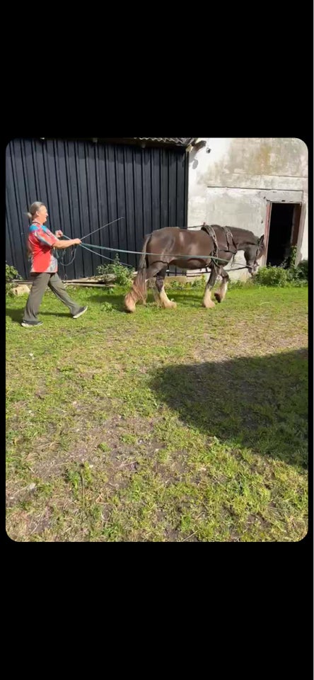 Tinker, vallak, 2 år