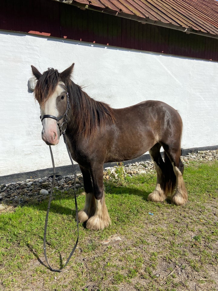 Tinker, vallak, 2 år