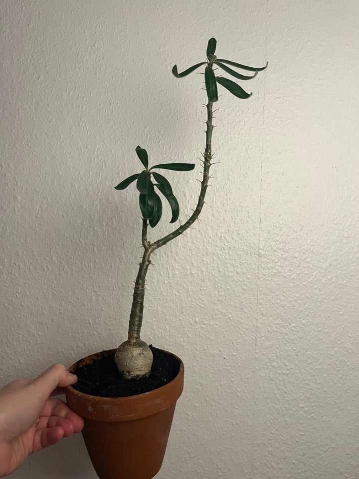 Caudex , Pachypodium Succulentum