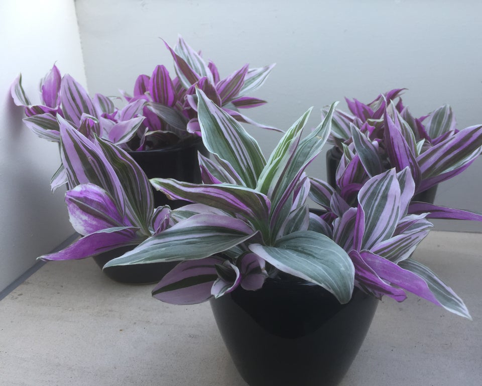 3 vandrende jøder, Tradescantia