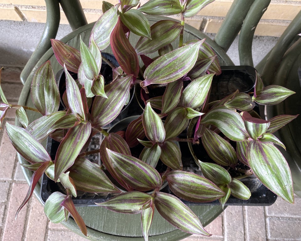 3 vandrende jøder, Tradescantia