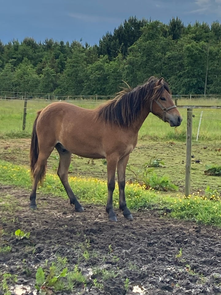 Islænder vallak 1 år